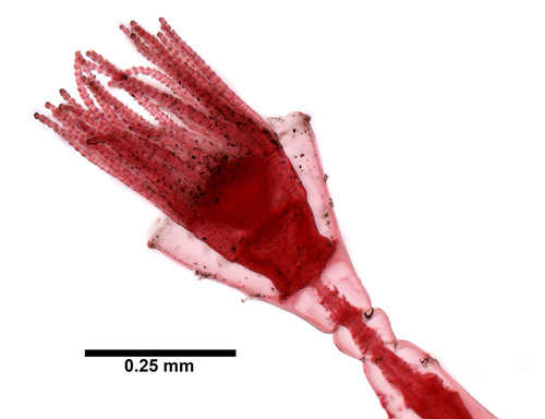 Hartlaubella gelatinosa