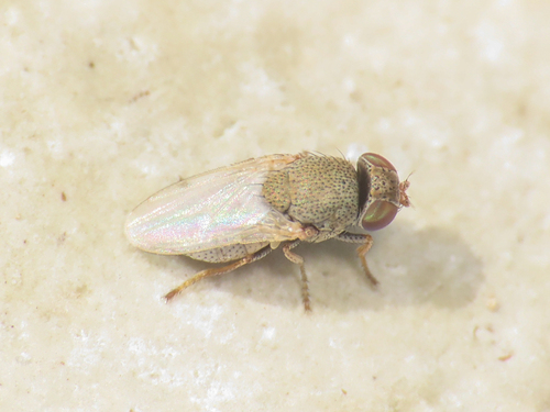 Hecamede albicans
