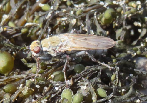 Helcomyza ustulata