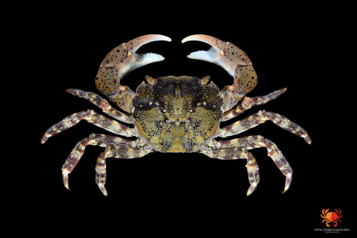 Hemigrapsus sanguineus