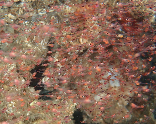 Hemimysis lamornae