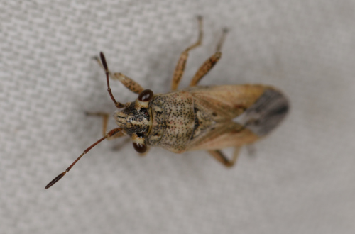 Henestaris halophilus