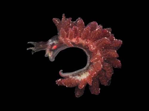 Hermaea bifida
