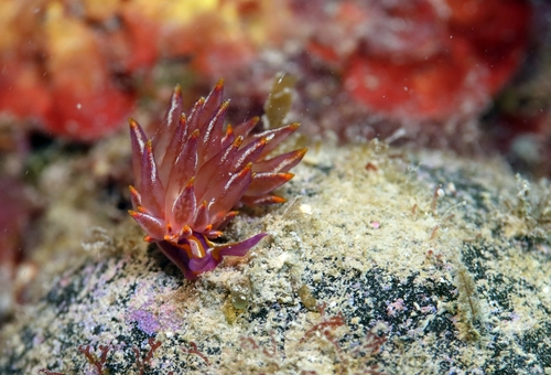 Hermaea variopicta