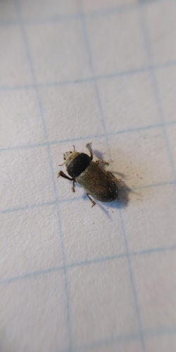 Heterocerus fossor
