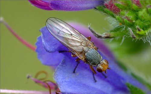 Heterocheila buccata