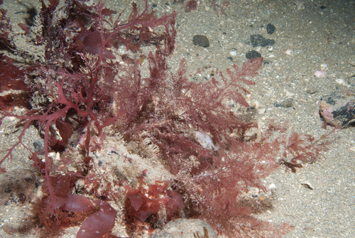 Heterosiphonia plumosa