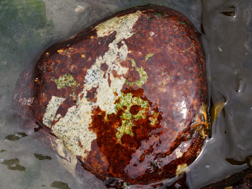 Hildenbrandia rubra