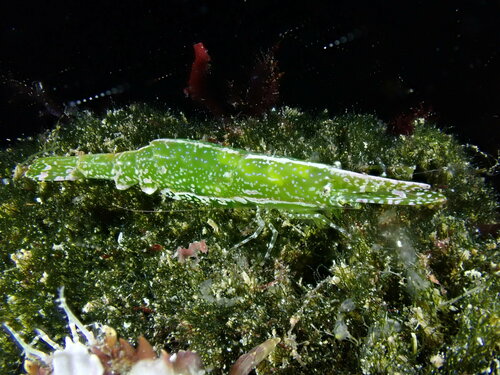 Hippolyte inermis