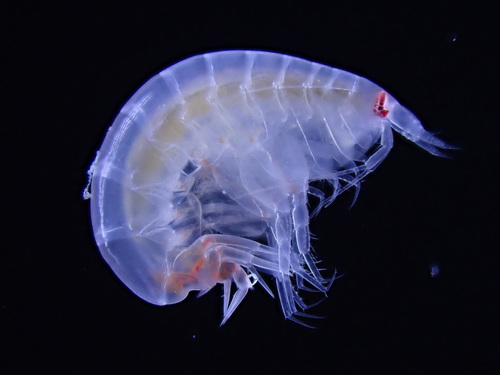 Hippomedon denticulatus