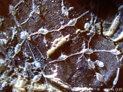 Hippothoa flagellum