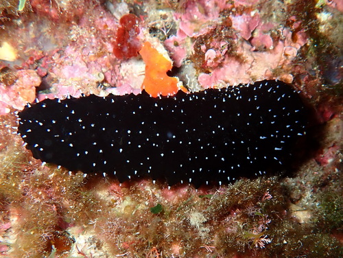 Holothuria forskali