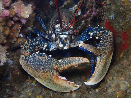 Homard