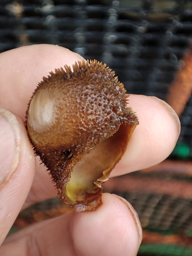 Hydractinia echinata