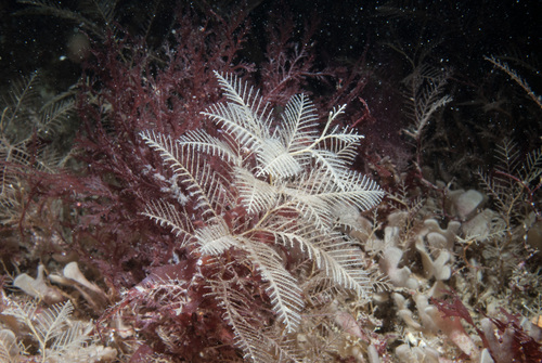 Hydrallmania falcata
