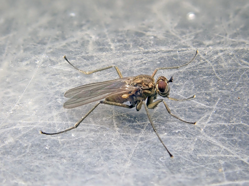 Hydrophorus oceanus