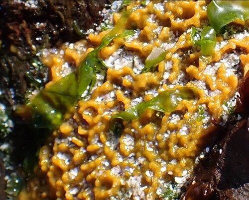 Hymeniacidon perlevis