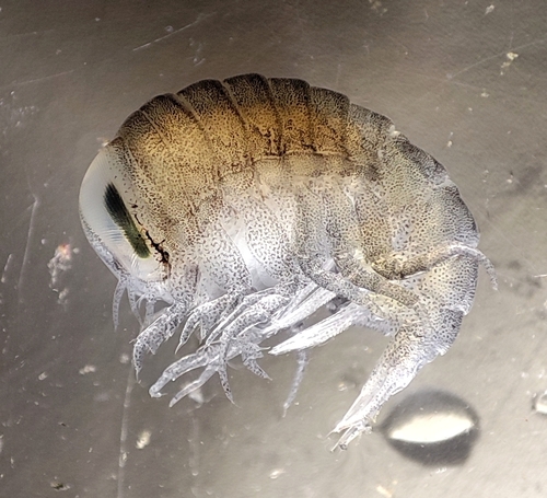 Hyperia galba
