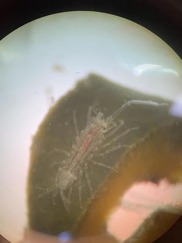 Ianiropsis serricaudis