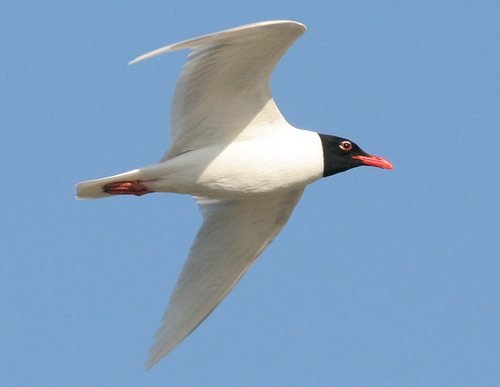 Mouette mélanocéphale
