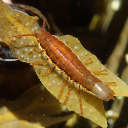 Idotea balthica