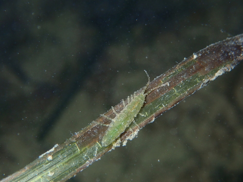 Idotea chelipes