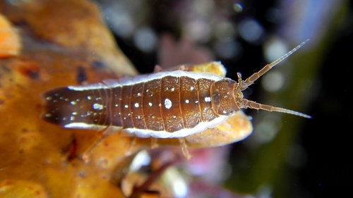 Idotea emarginata
