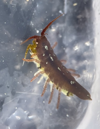 Idotea granulosa