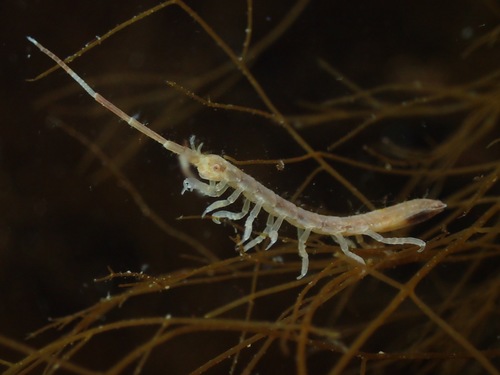 Idotea linearis