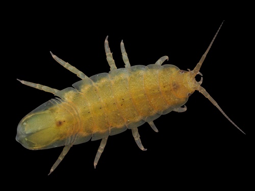 Idotea neglecta