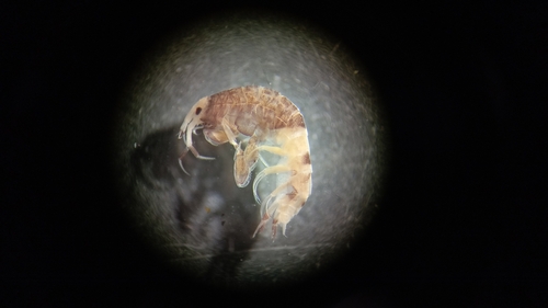 Idunella picta