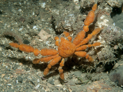 Inachus dorsettensis