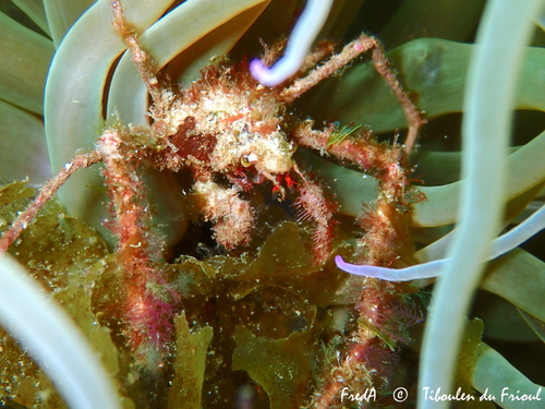 Inachus phalangium