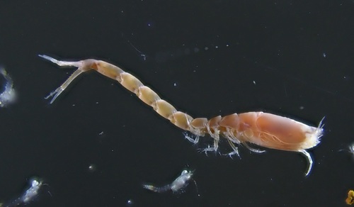Iphinoe trispinosa