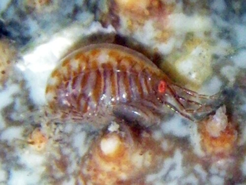Isaea montagui