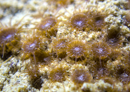 Isozoanthus sulcatus