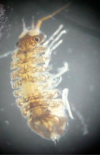 Jaera ischiosetosa