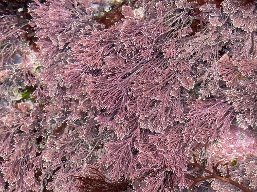 Jania squamata