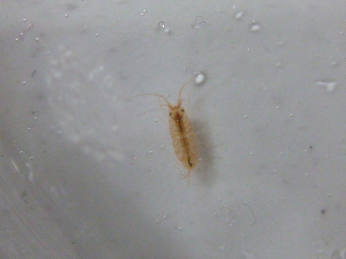 Janira maculosa