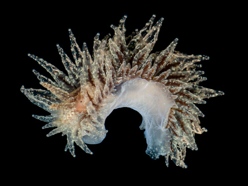 Janolus hyalinus