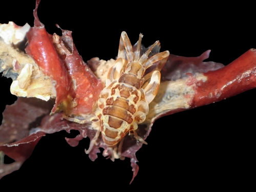 Jassa falcata