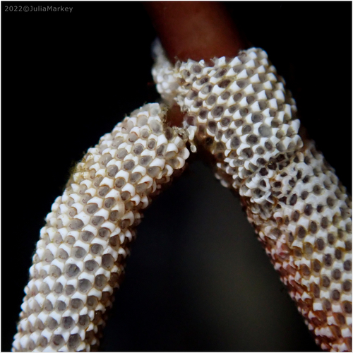 Jellyella tuberculata