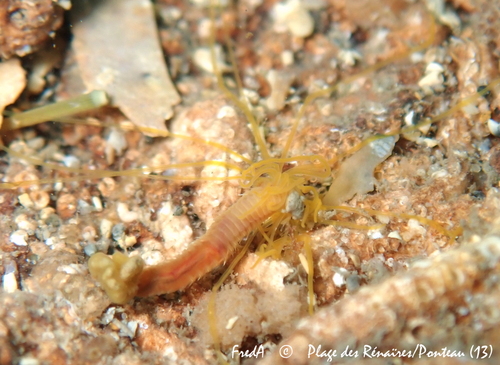 Amphitritides gracilis