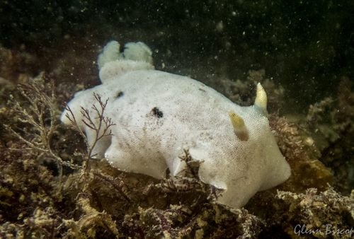 Jorunna tomentosa