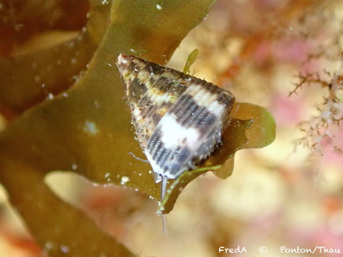 Jujubinus striatus