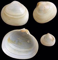 Kellia suborbicularis