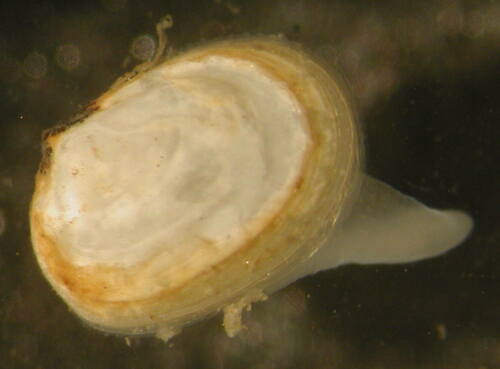 Kurtiella bidentata