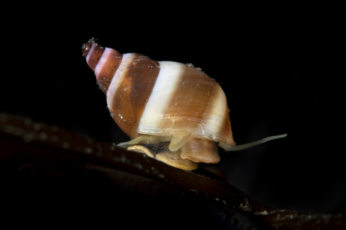 Lacuna vincta