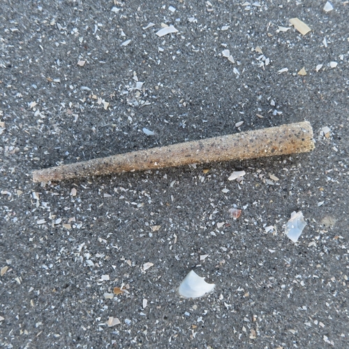Lagis koreni