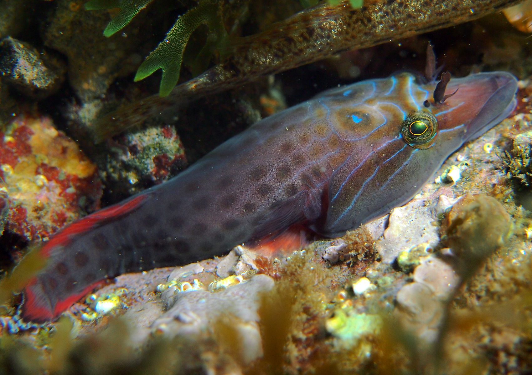 Porte écuelle de Gouan